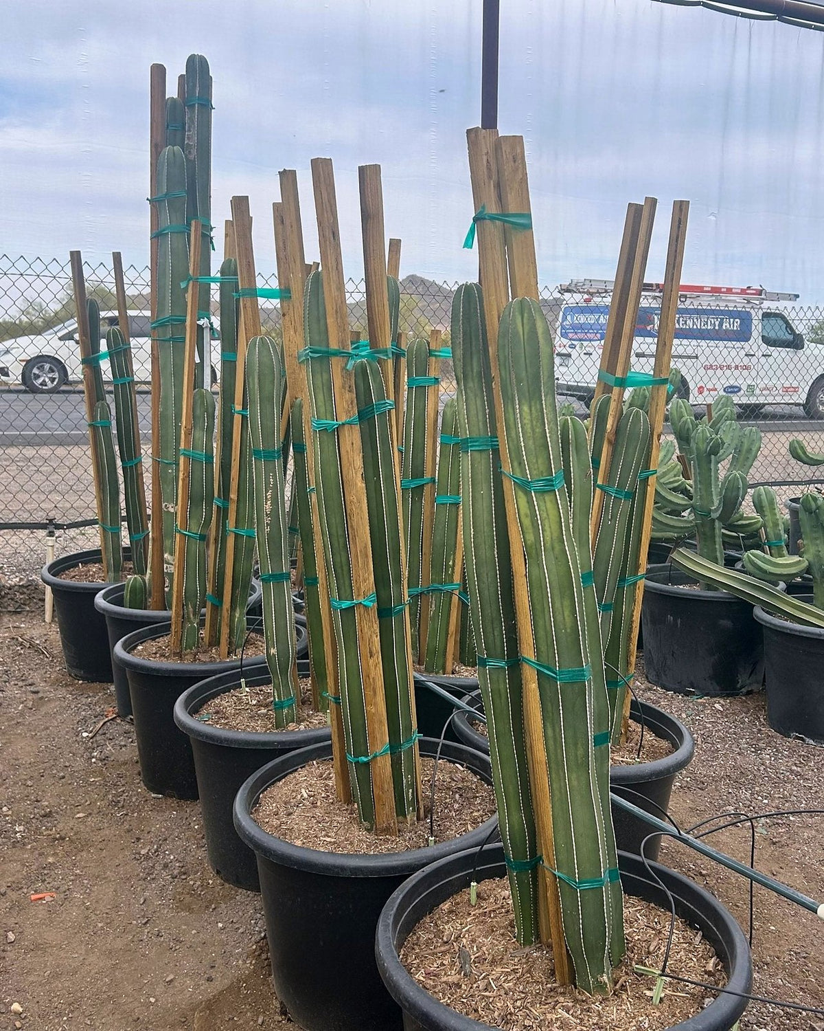 Mexican Fence Post