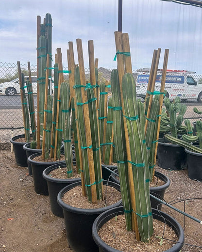 Mexican Fence Post