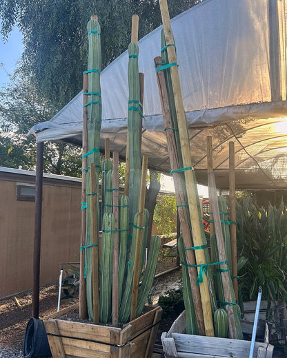 Mexican Fence Post