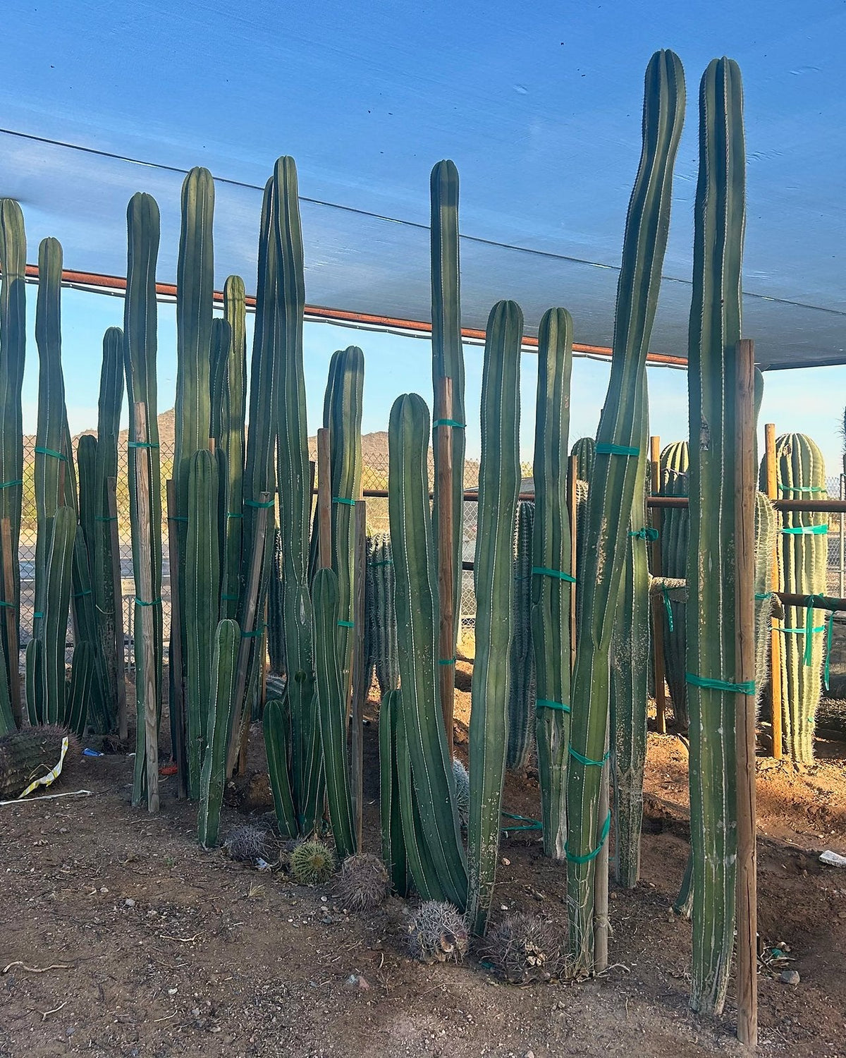 Mexican Fence Post