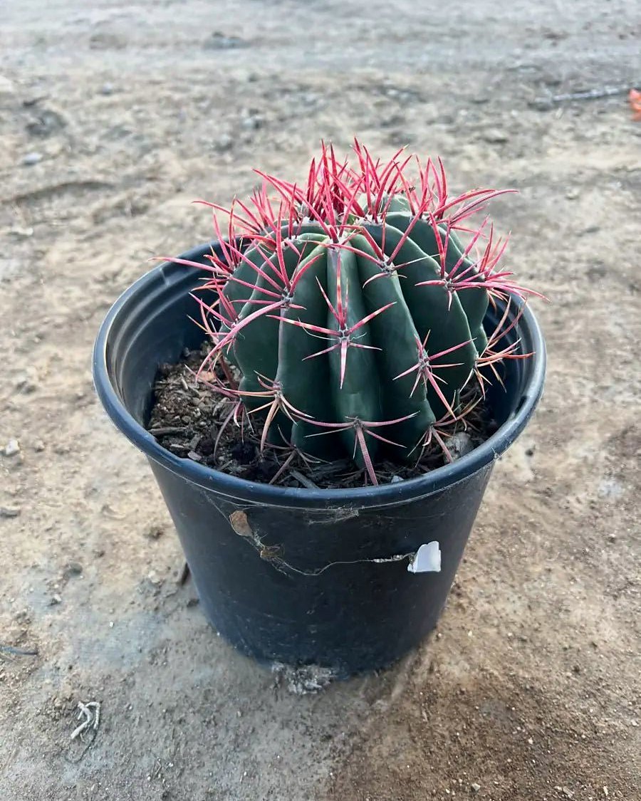 Mexican Fire Barrel