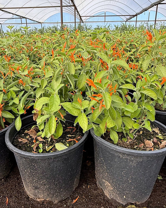 Mexican Honeysuckle