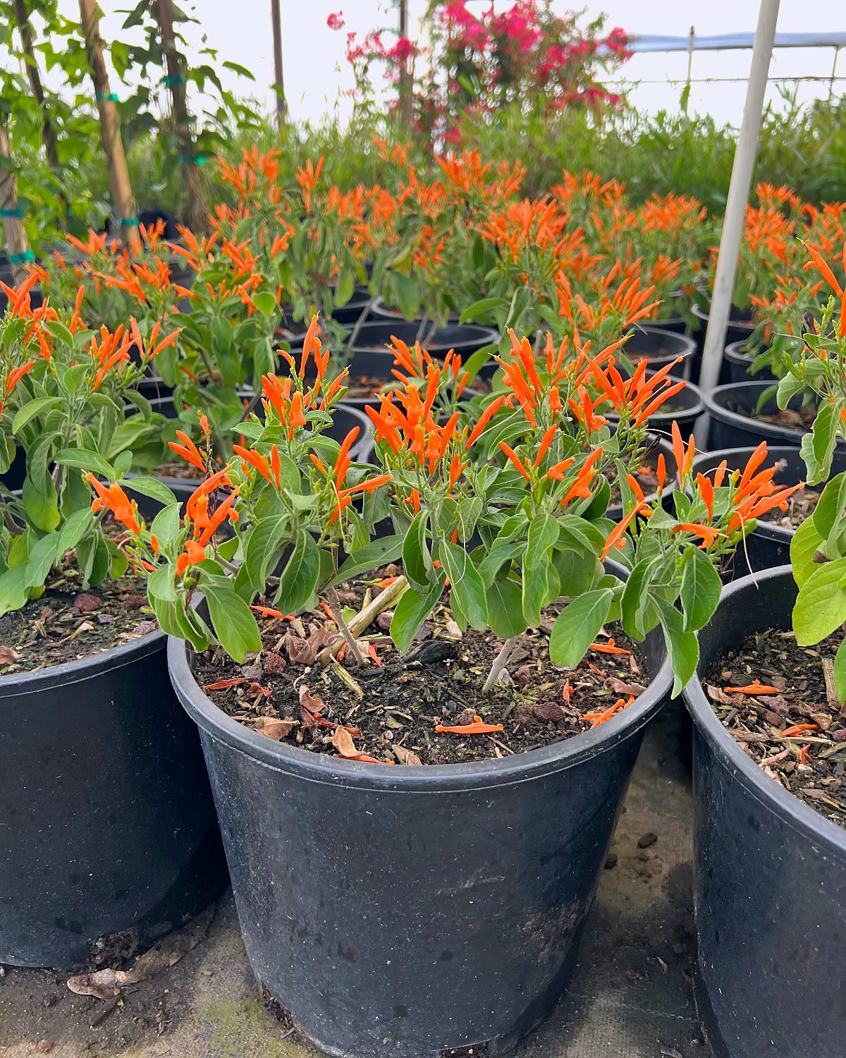 Mexican Honeysuckle