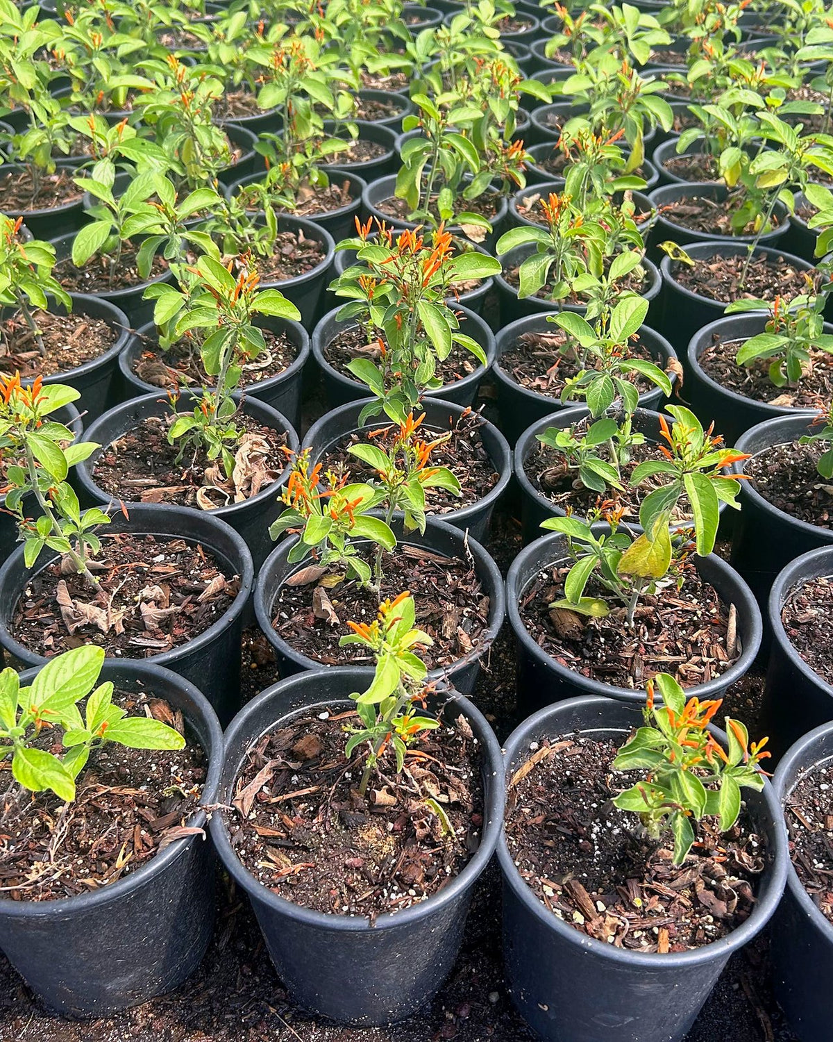 Mexican Honeysuckle
