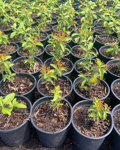 Mexican Honeysuckle