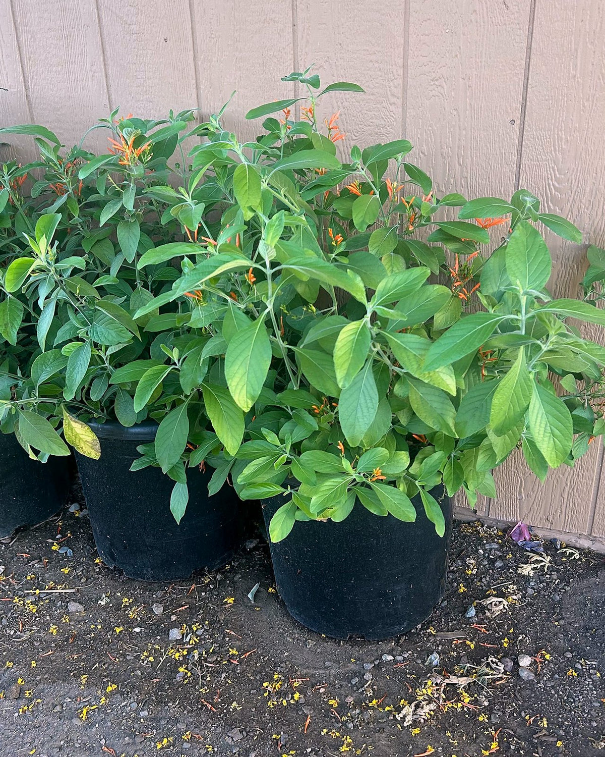 Mexican Honeysuckle