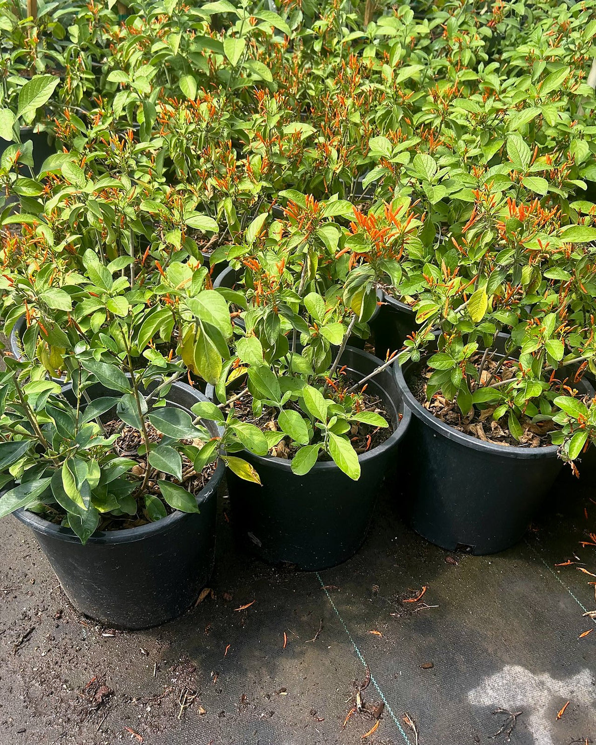 Mexican Honeysuckle