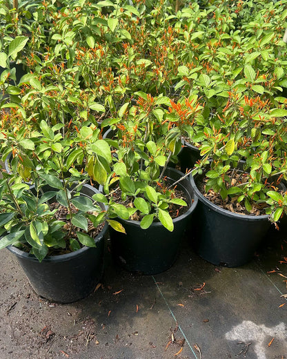 Mexican Honeysuckle