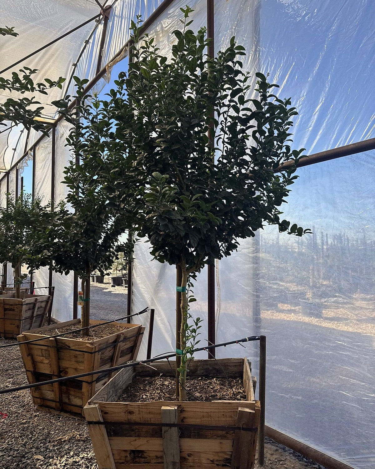 Mexican Lime