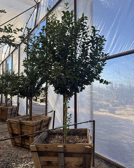 Mexican Lime