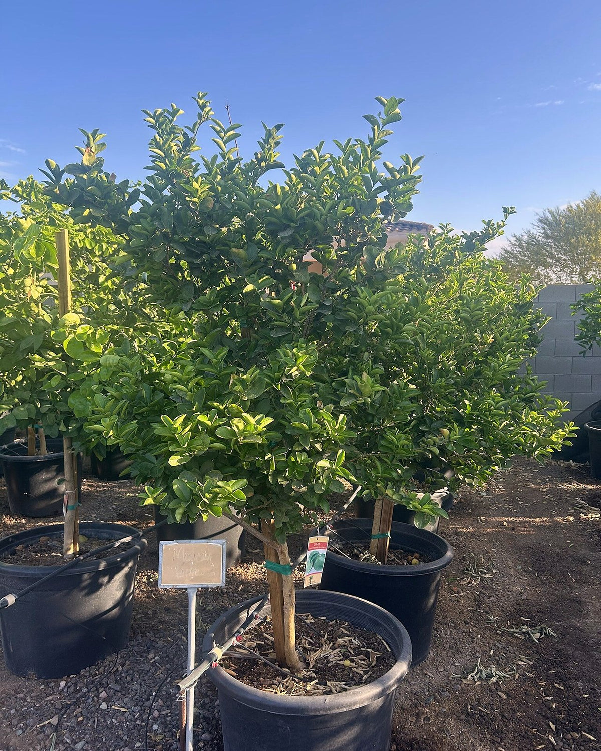 Mexican Lime