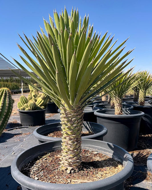 Mexican Tree Yucca