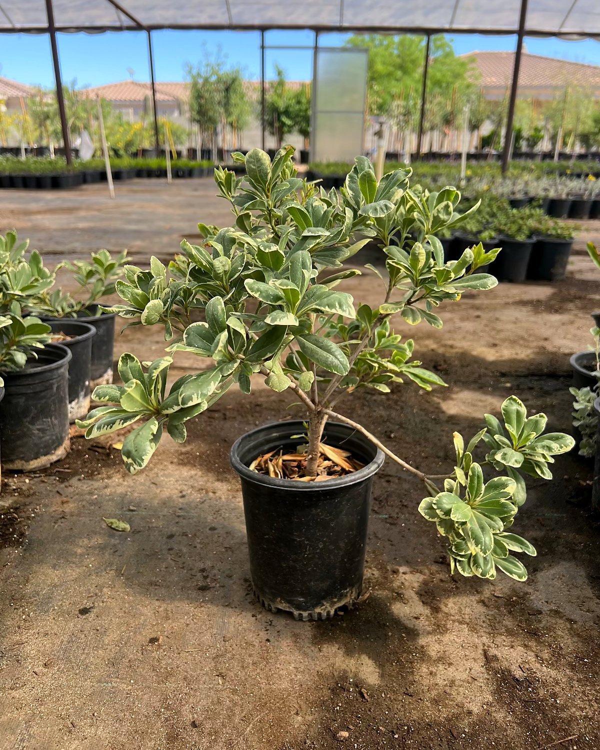 Mock Orange Pittosporum