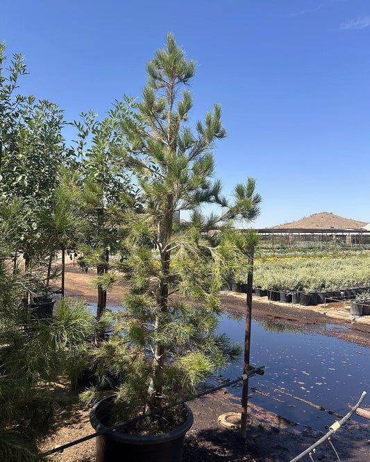 Mondale Pine