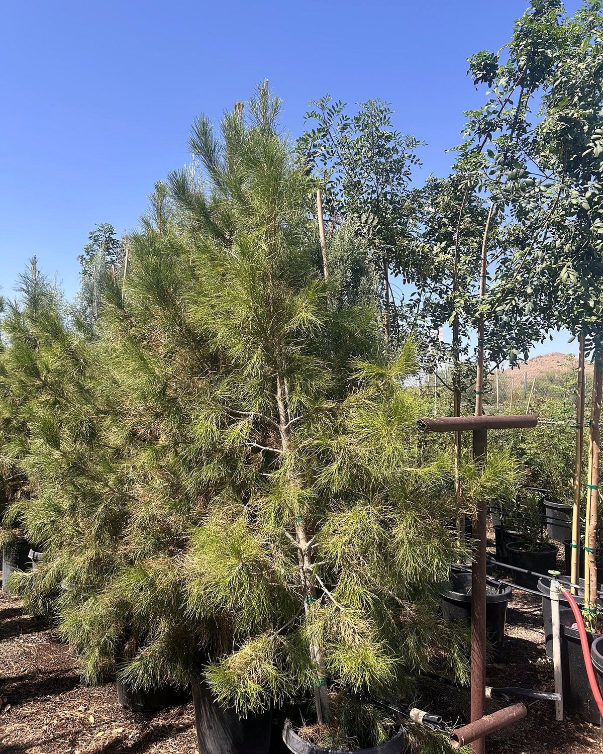 Mondell Pine