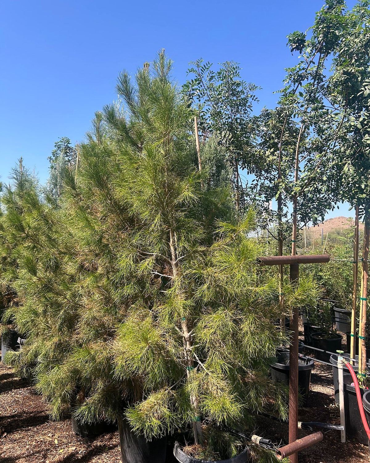 Mondell Pine