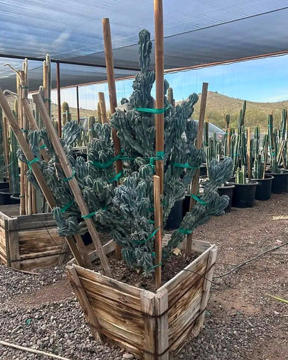 Blue Monstrosus cereus
