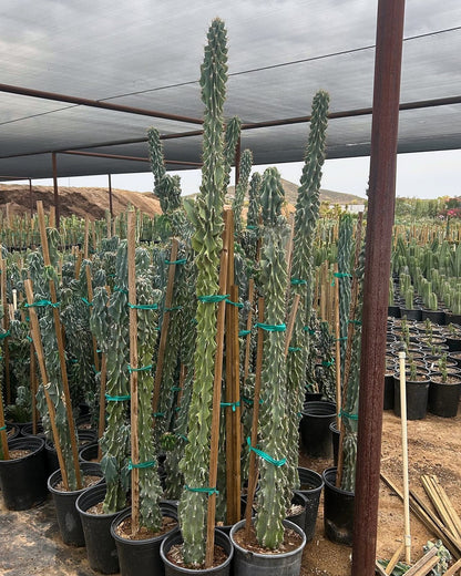 Blue Monstrosus cereus