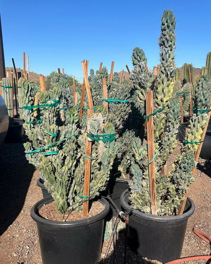 Blue Monstrosus cereus