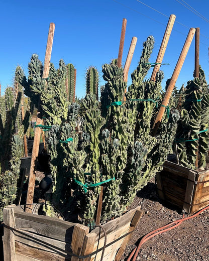 Blue Monstrosus cereus