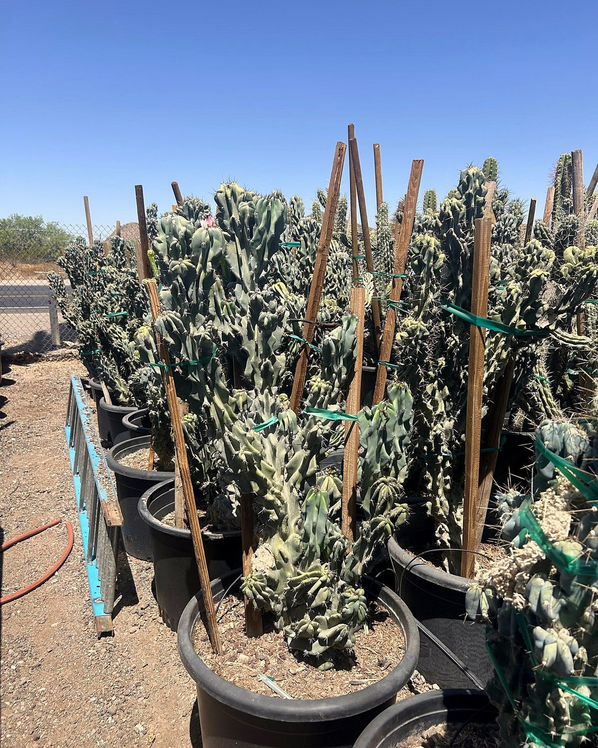 Blue Monstrosus cereus