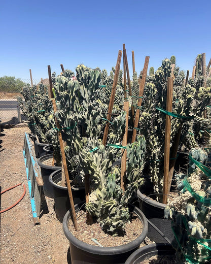 Blue Monstrosus cereus
