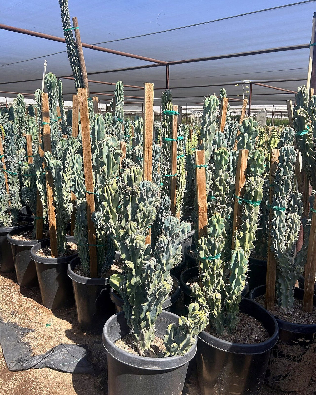 Blue Monstrosus cereus