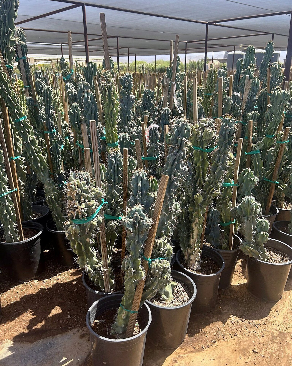 Blue Monstrosus cereus