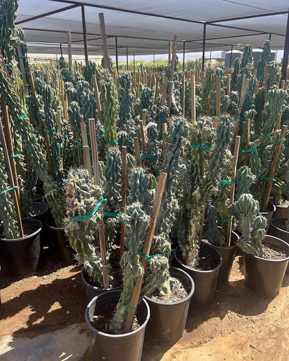 Blue Monstrosus cereus
