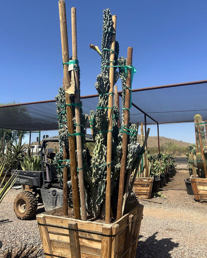Blue Monstrosus cereus