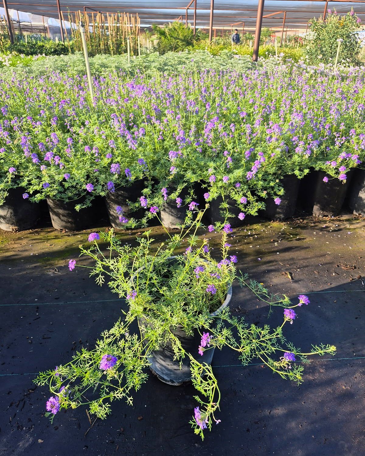 Moss Verbena