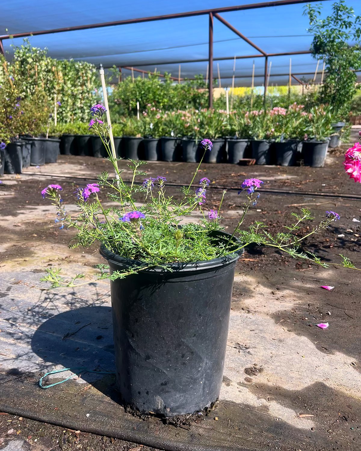 Moss Verbena