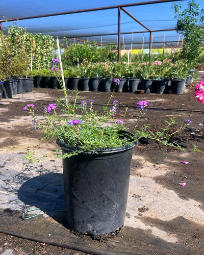Moss Verbena