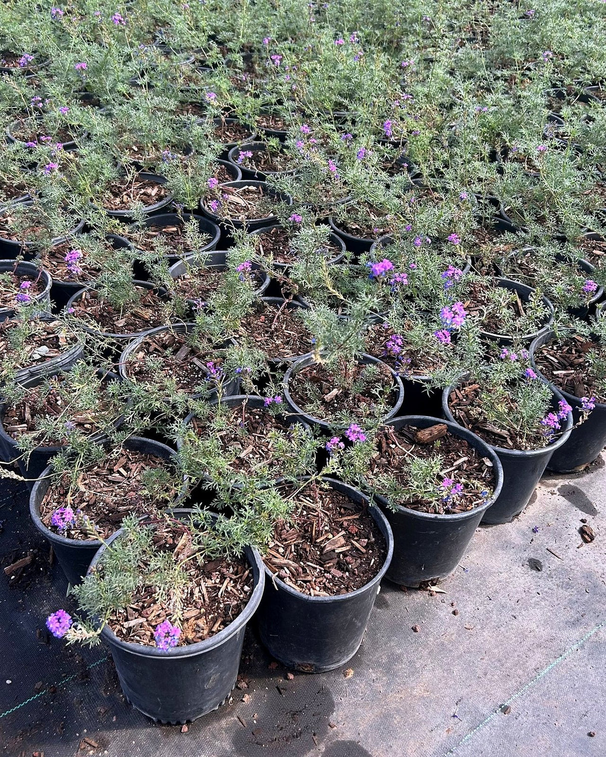 Moss Verbena