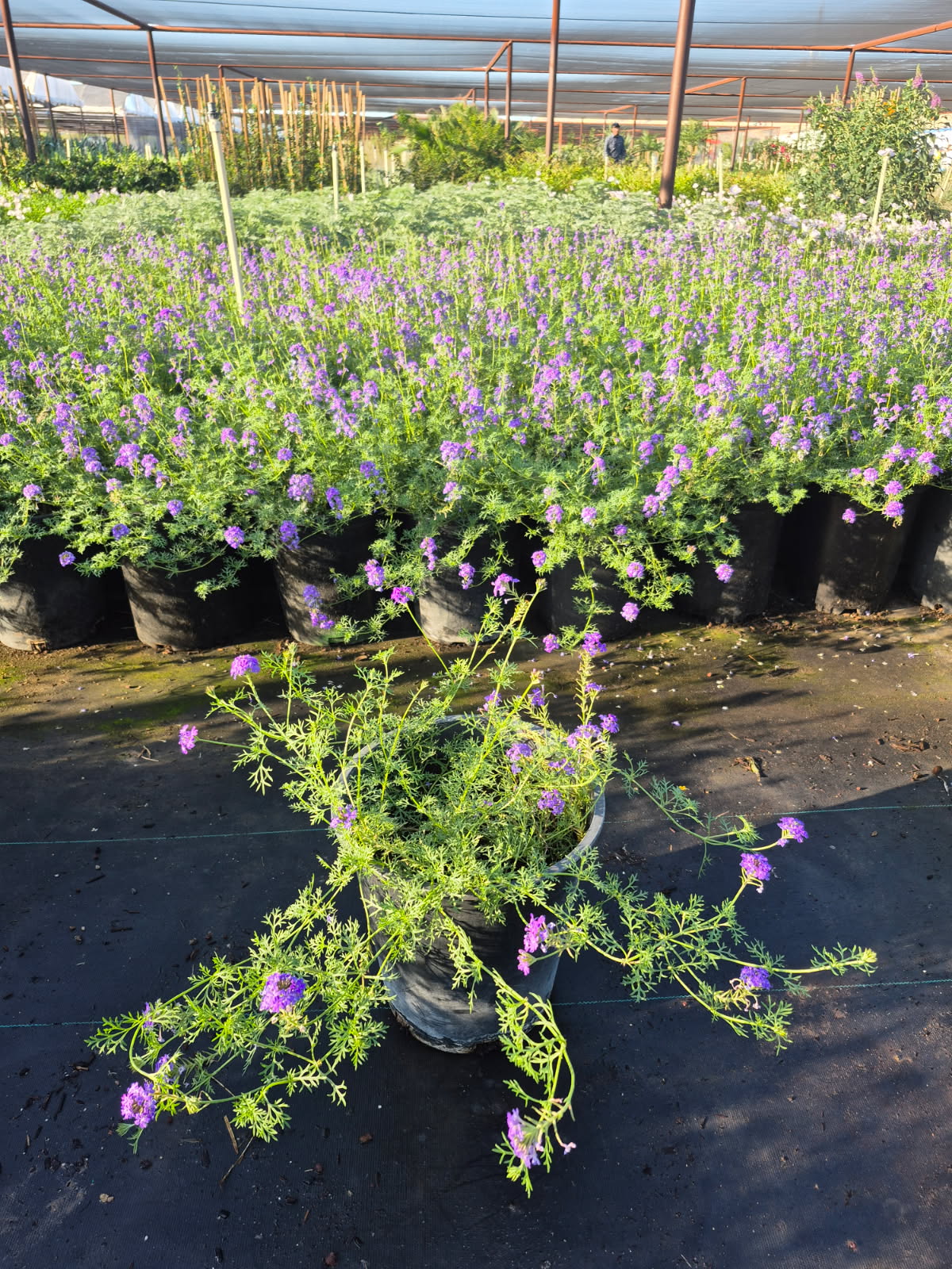 Moss Verbena
