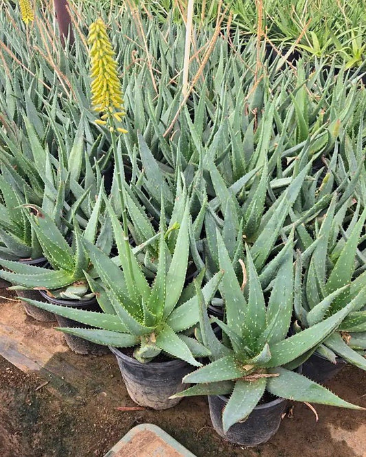 Mountain Aloe