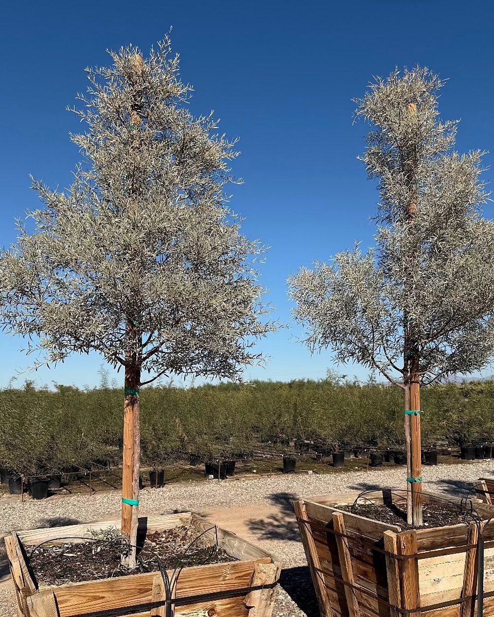 Mulga Acacia