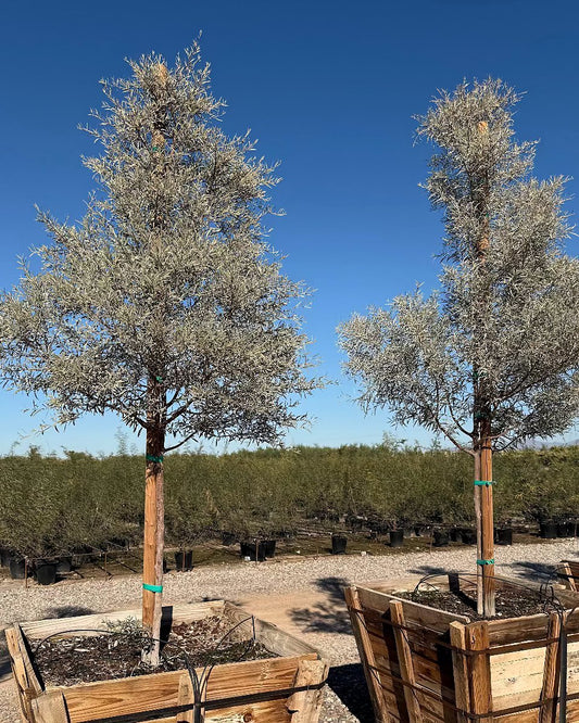 Mulga Acacia