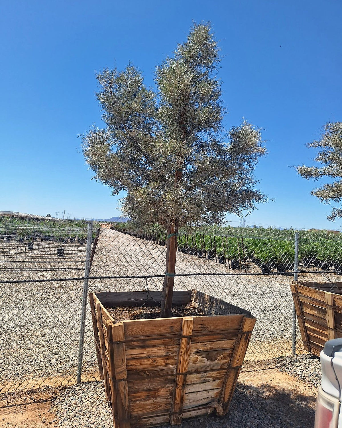 Mulga Acacia