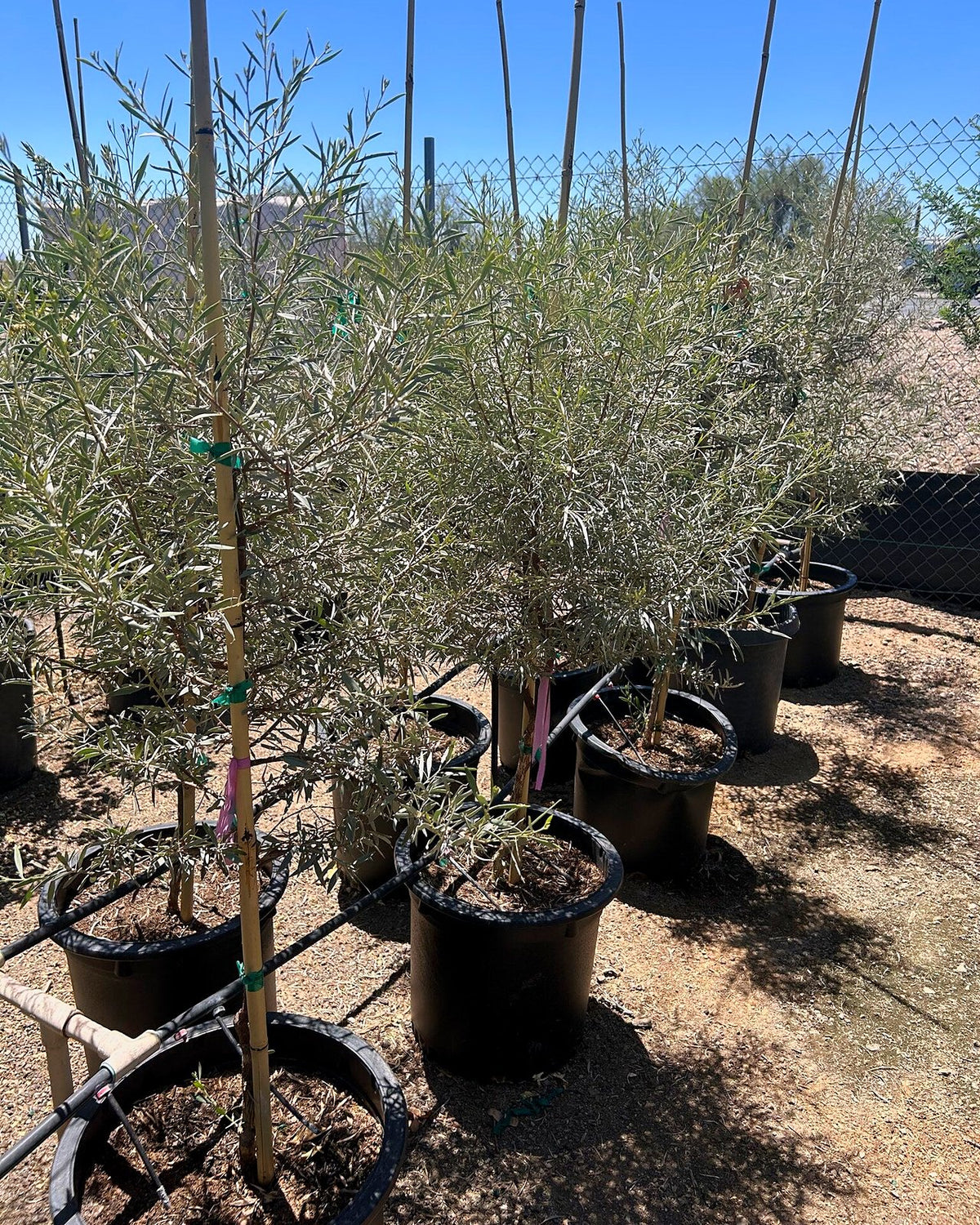 Mulga Acacia