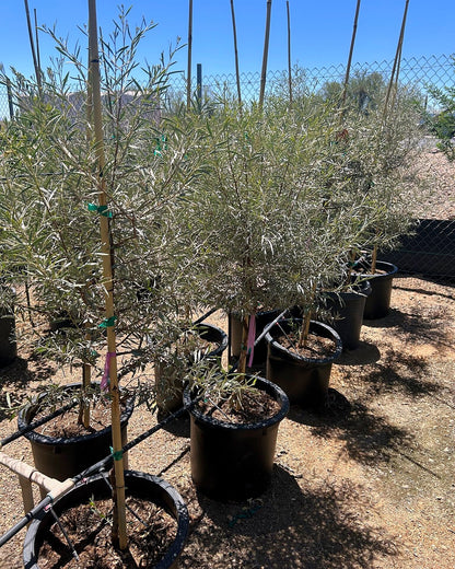 Mulga Acacia