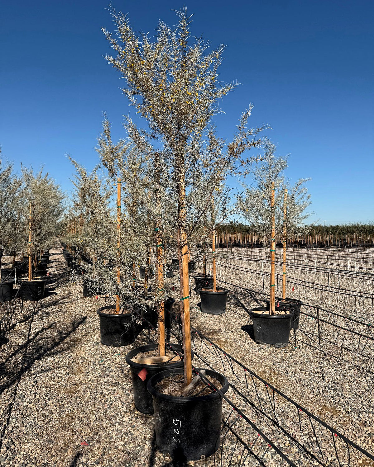 Mulga Acacia