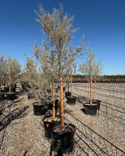 Mulga Acacia