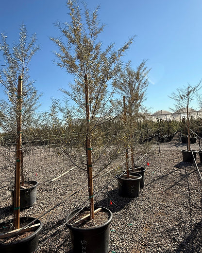 Mulga Acacia