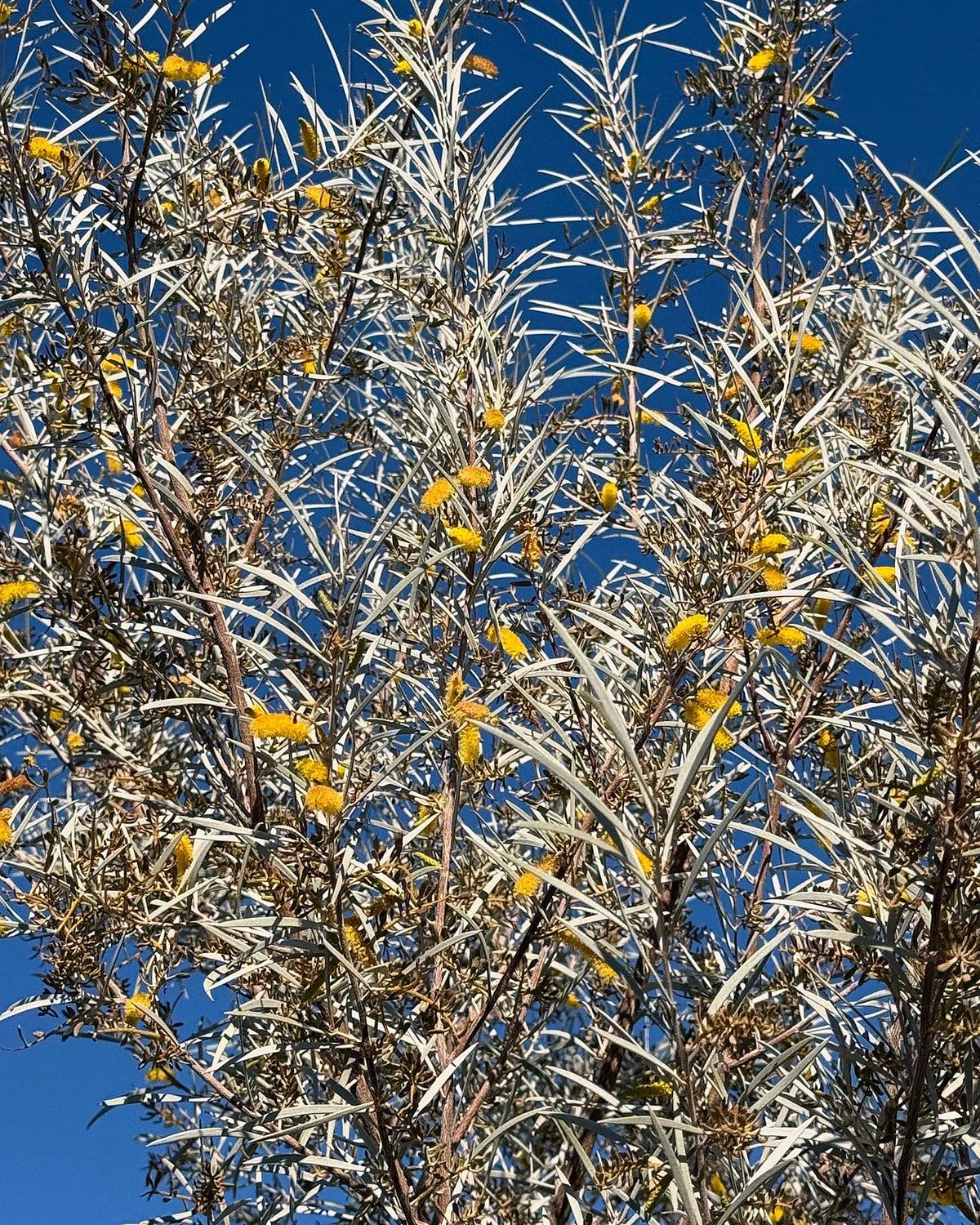 Mulga Acacia