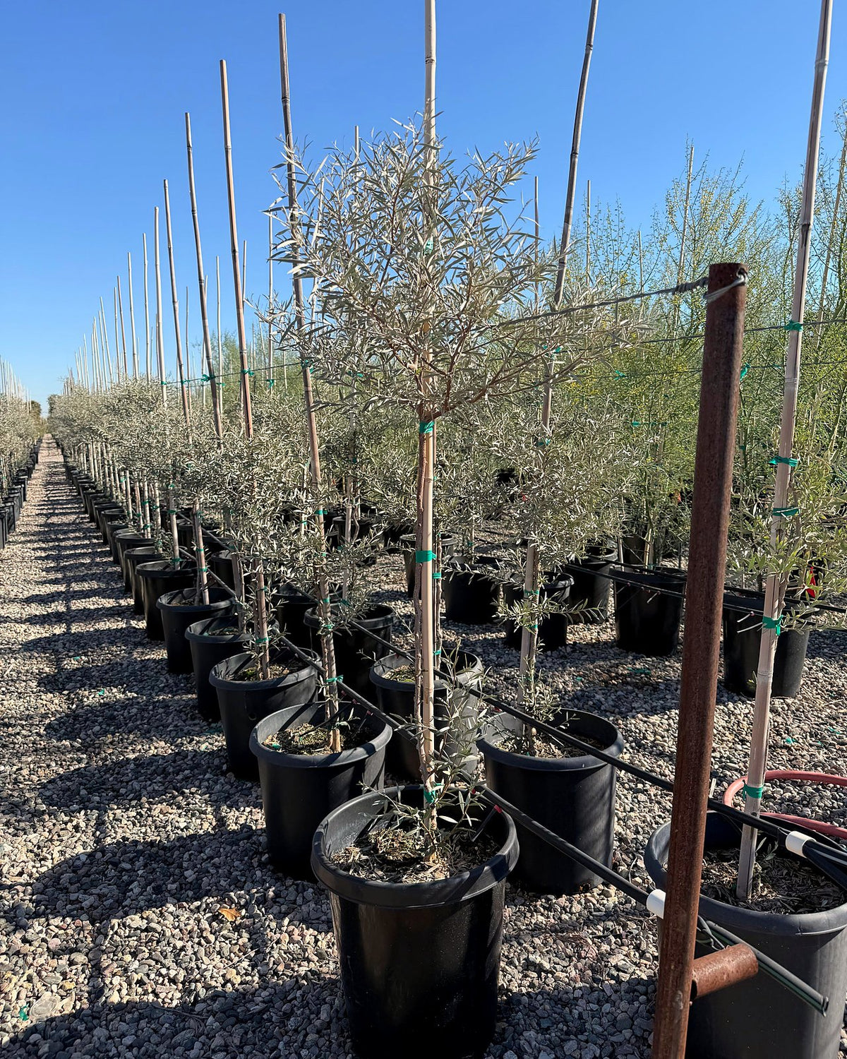 Mulga Acacia