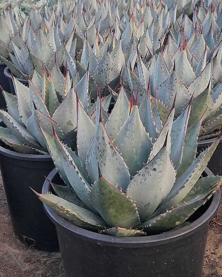 Murphey's Agave