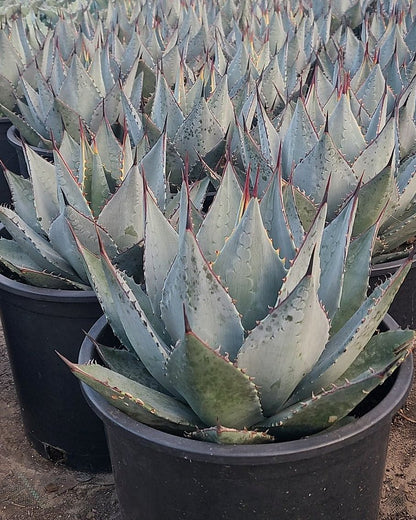 Murphey's Agave