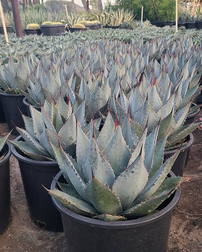 Murphey's Agave