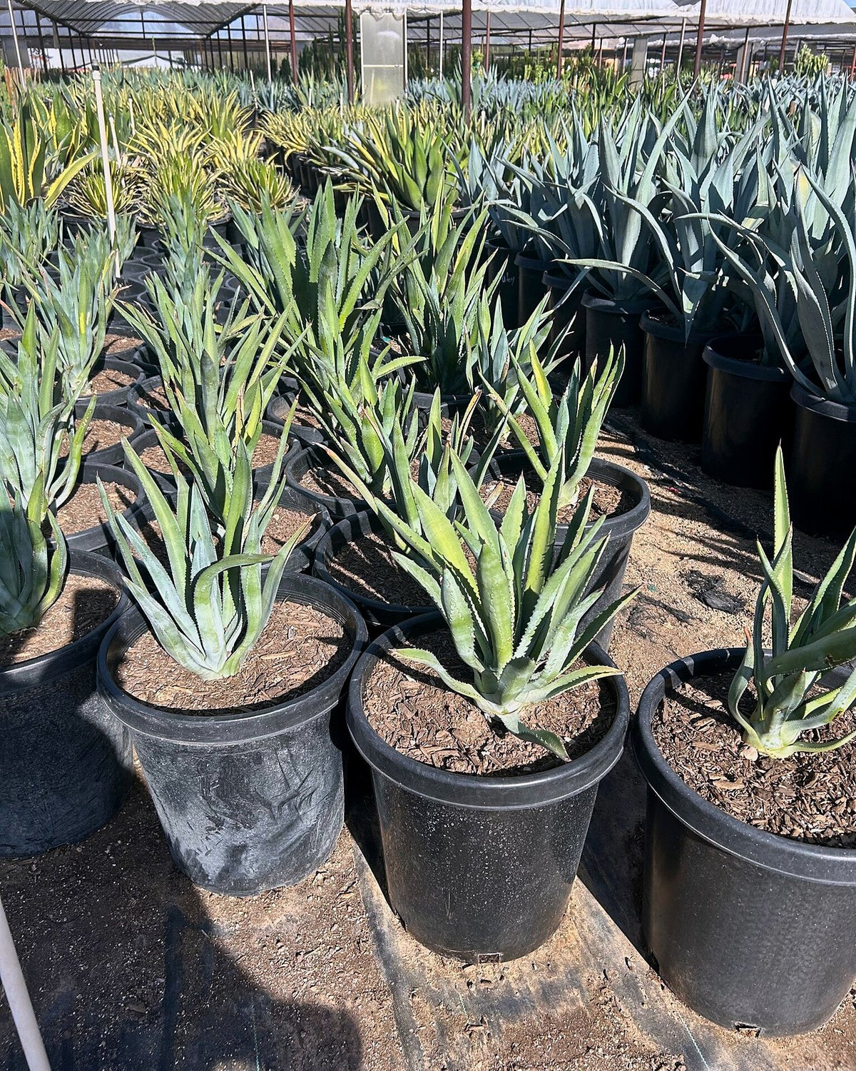 Murphey's Agave